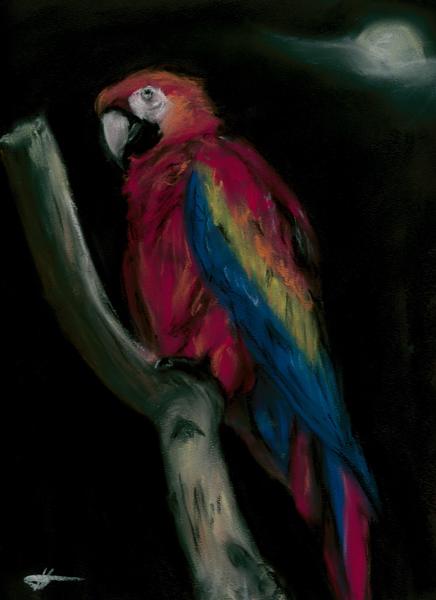 <b>Macaw at Night, 2025</b><br><i>Soft pastel on paper</i>